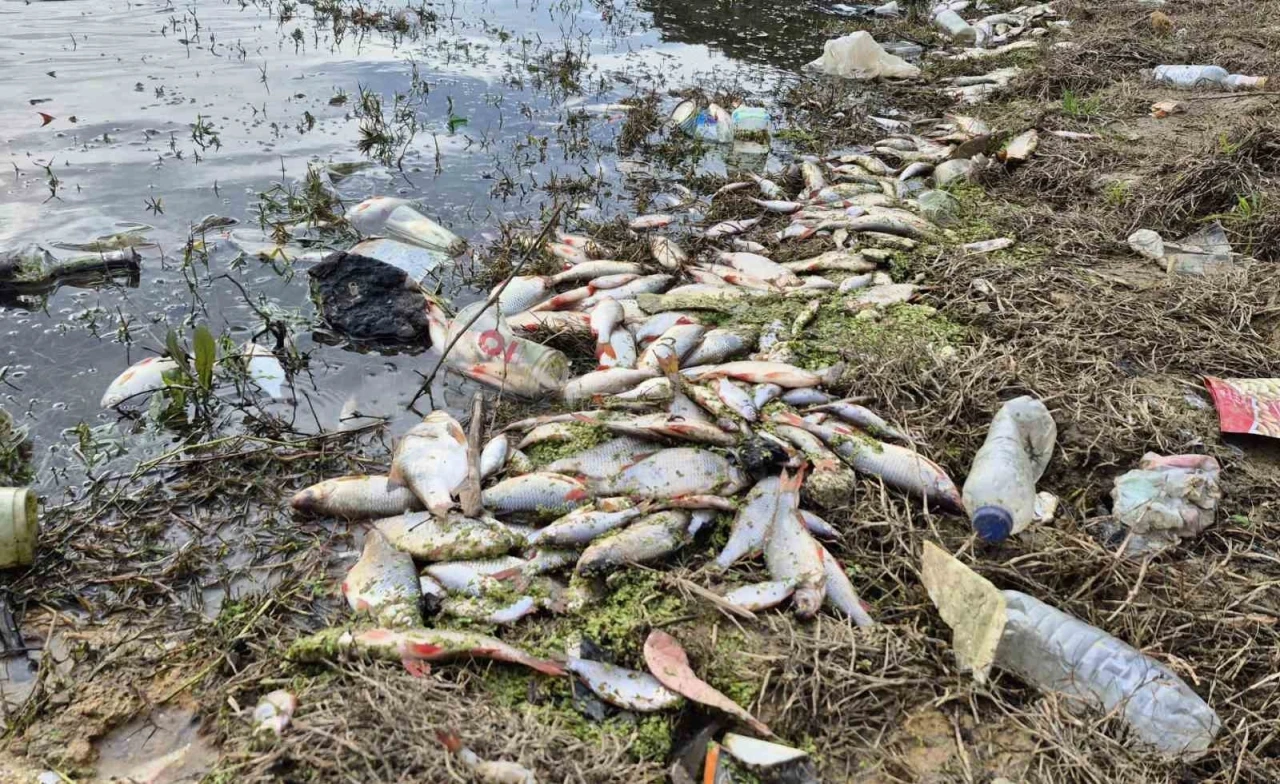 Ey&uuml;psultan&rsquo;da g&ouml;lette yosun patlaması: &Ccedil;ok sayıda balık telef oldu
