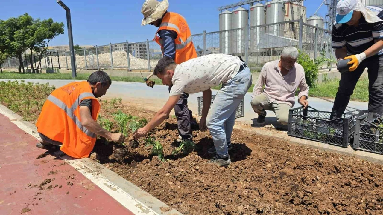 Eyyübiye’nin Çiçekleri Eyyübiye Serakent’ten

