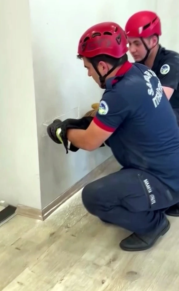 Fabrika duvarına sıkışan yavru kedinin imdadına itfaiye yetişti
