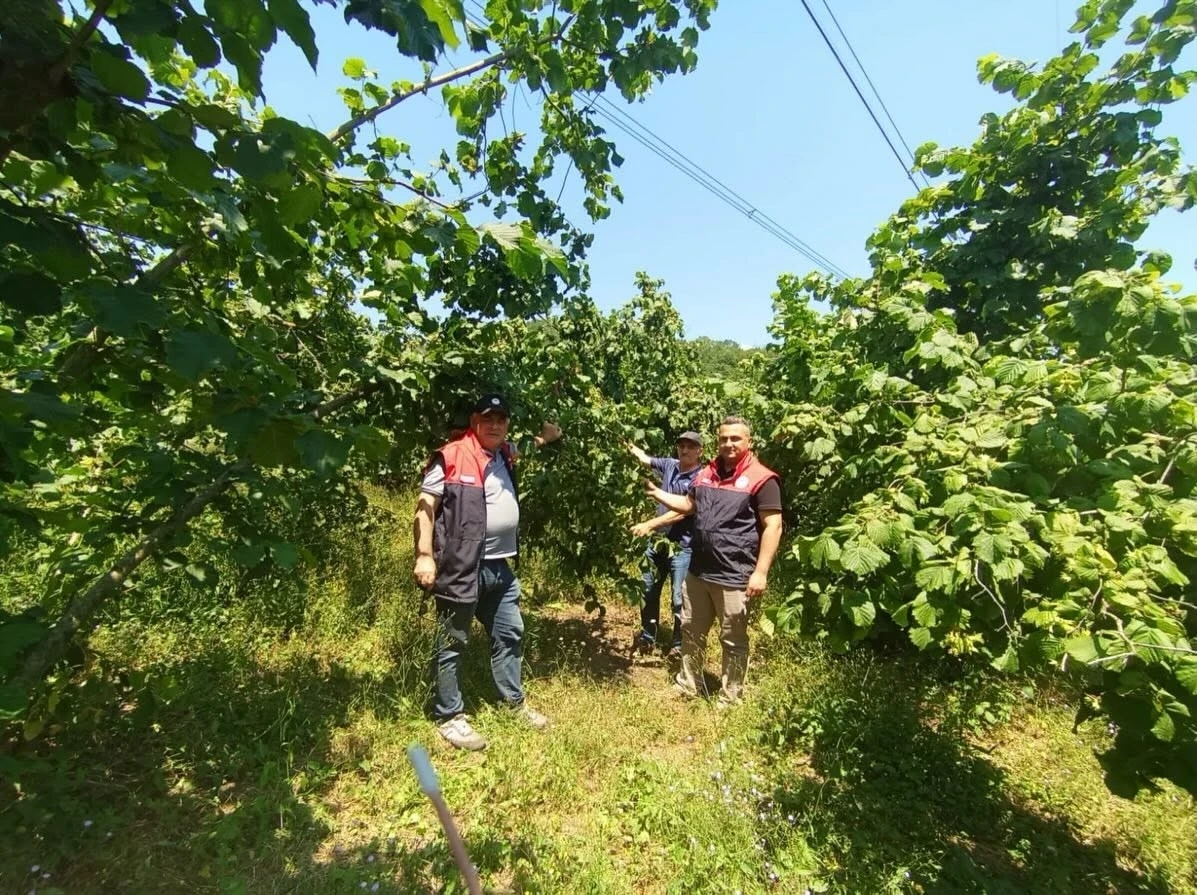 Fındık rekolte tespit &ccedil;alışmaları D&uuml;zce&rsquo;de başladı
