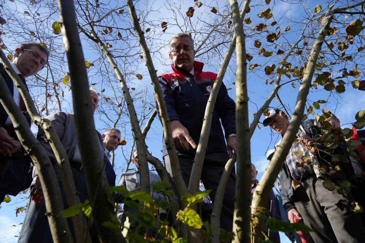 Fındıkta çok dal, çok fındık anlamına gelmiyor
