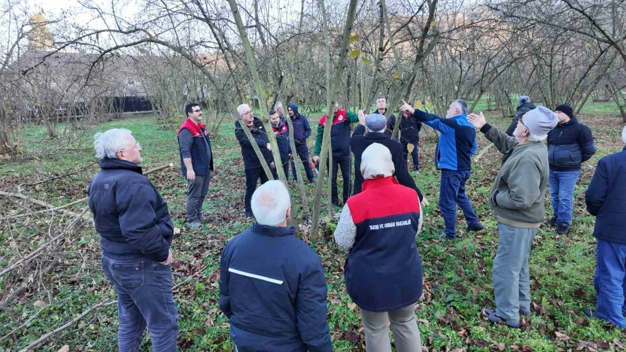 Fındıkta verim ve kalite artırılıyor
