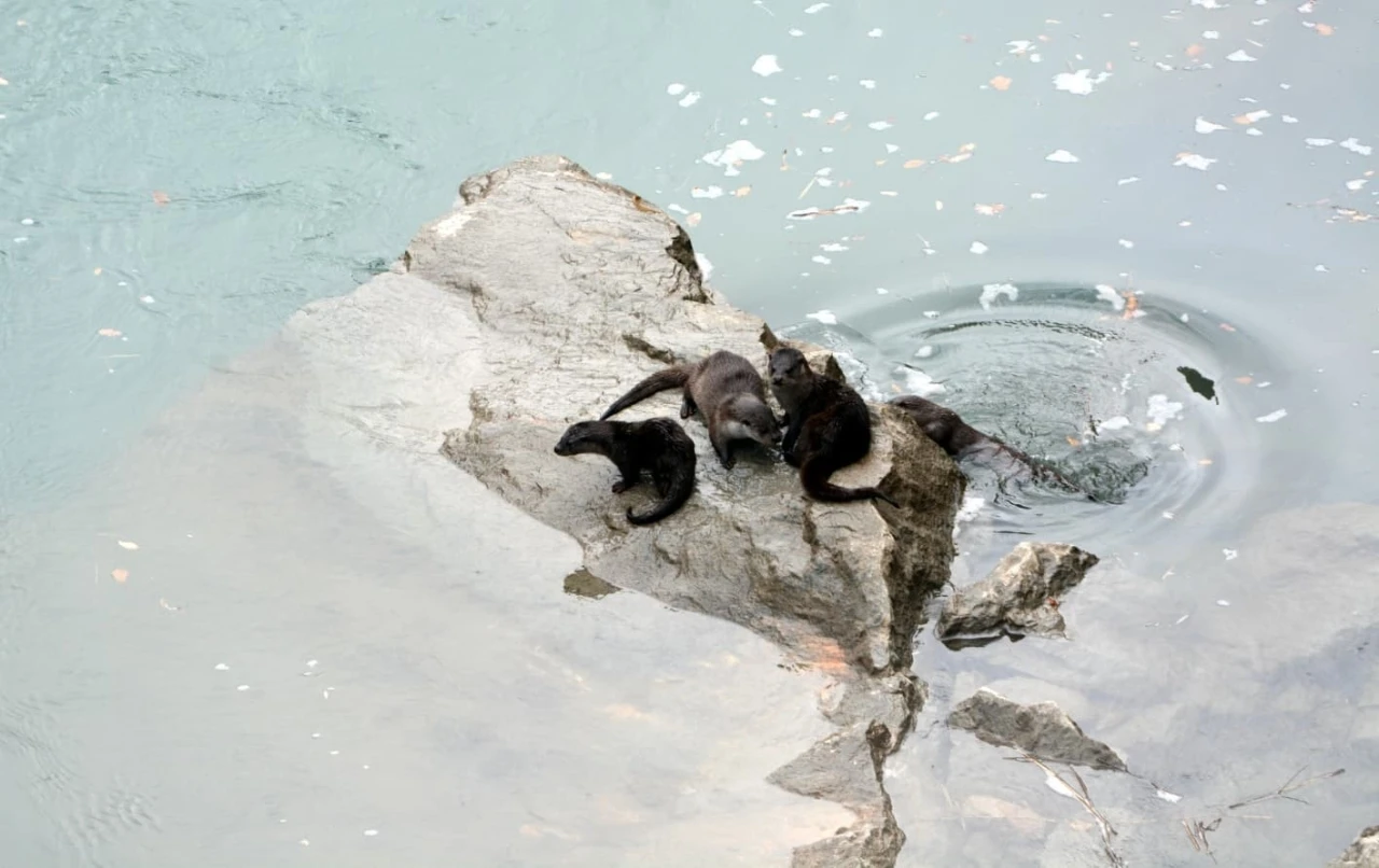 Fırat Nehri&rsquo;nde 4 su samuru g&ouml;r&uuml;nt&uuml;lendi
