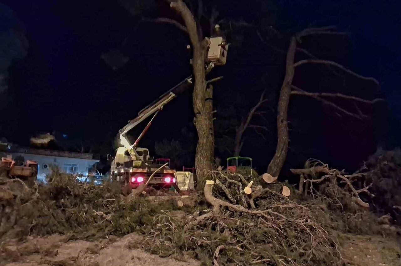 Fırtına &ccedil;am ağacını devirdi
