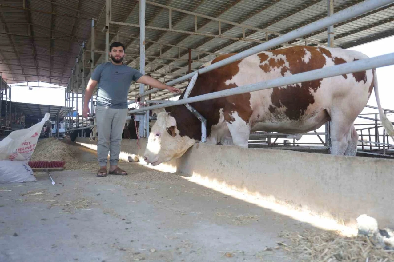Fiyatı ve hırçınlığıyla ürküten bin 400 kiloluk devasa tosun servet değerindeki fiyatıyla alıcısını bekliyor
