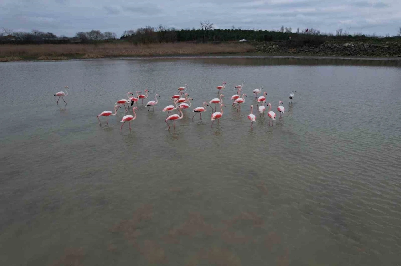 Flamingolar B&uuml;y&uuml;k&ccedil;ekmece G&ouml;l&uuml;&rsquo;nde g&ouml;r&uuml;nt&uuml;lendi

