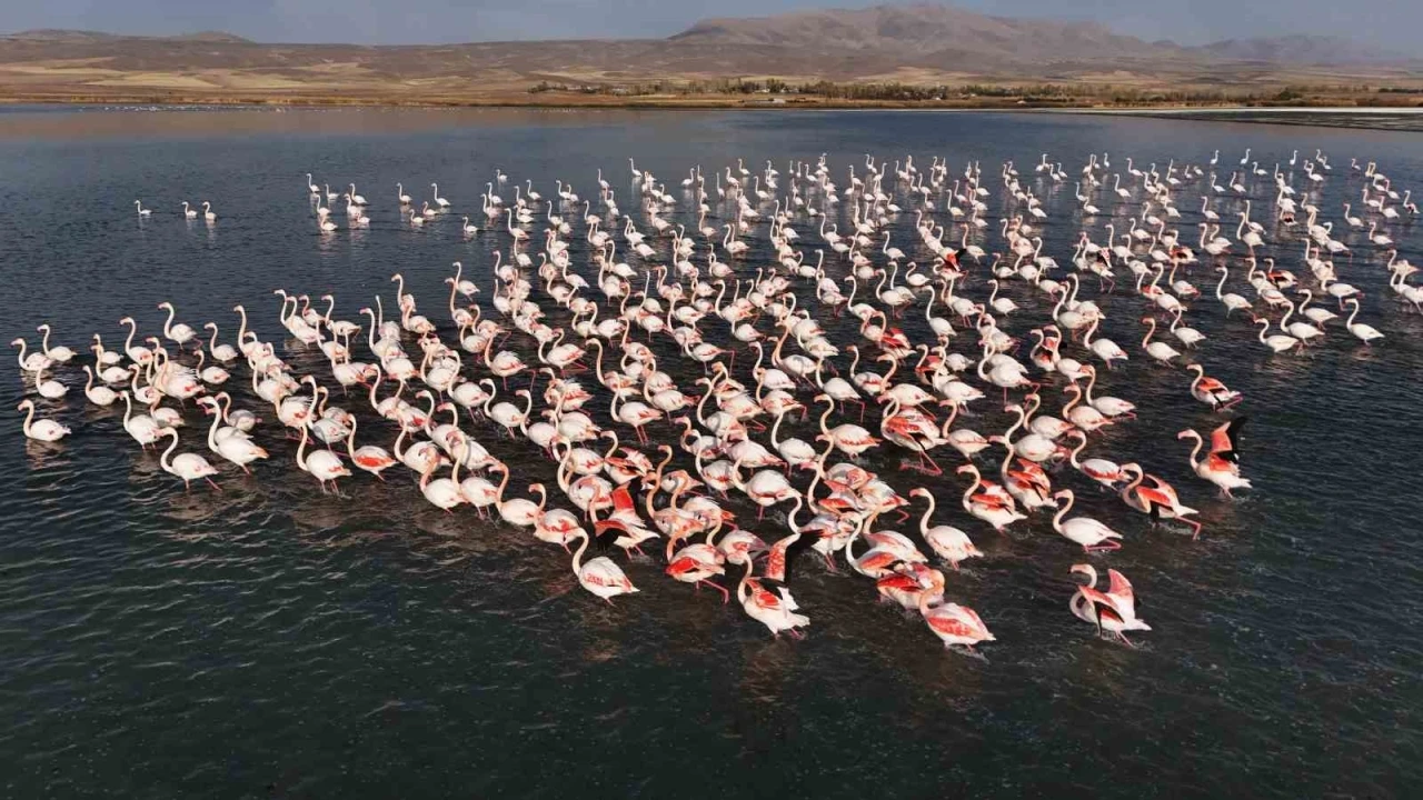 Flamingolar, Erçek Gölü’ndeki konaklama süresini uzattı
