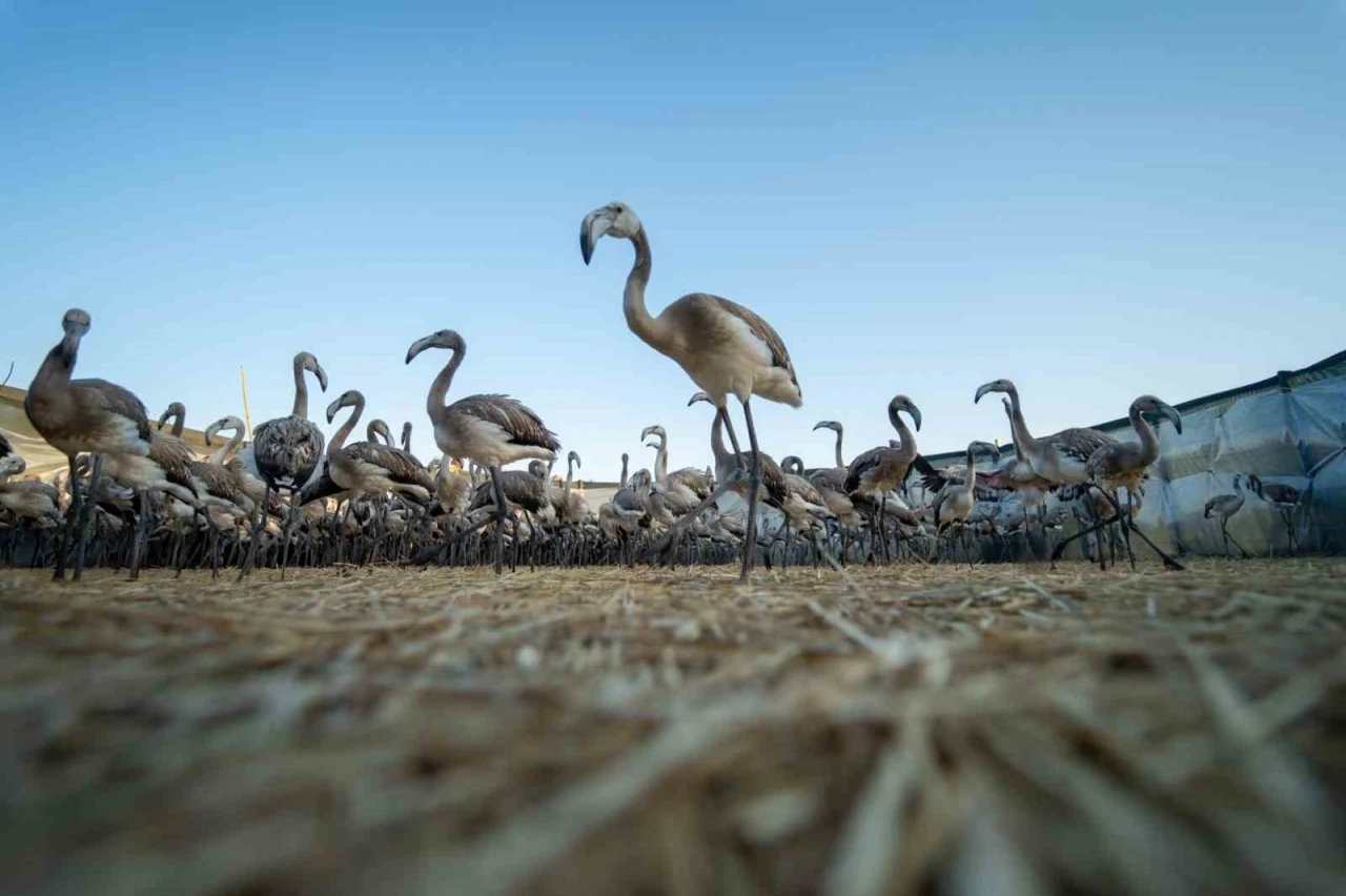 Flamingolar Gediz Deltasına hayat veriyor

