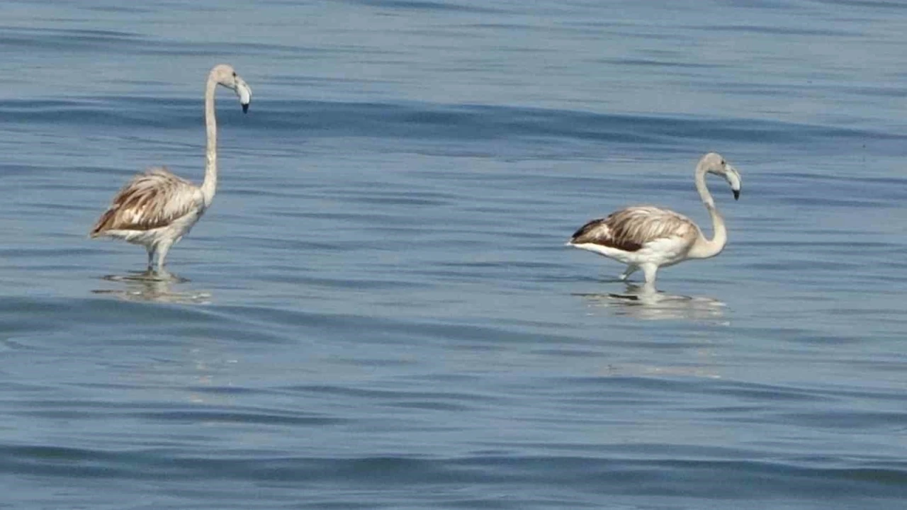Flamingoların yeni durağı İskele sahili oldu

