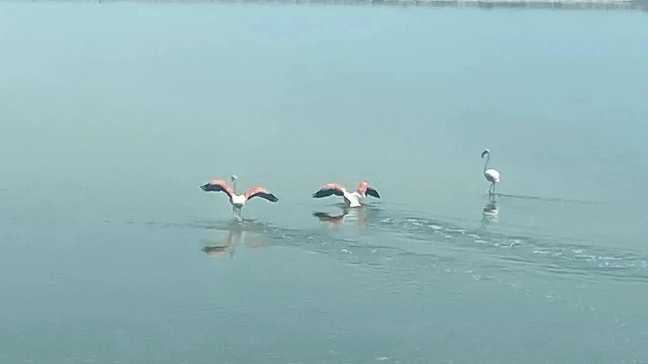 Flamingoların zorlu göçü tamamlandı
