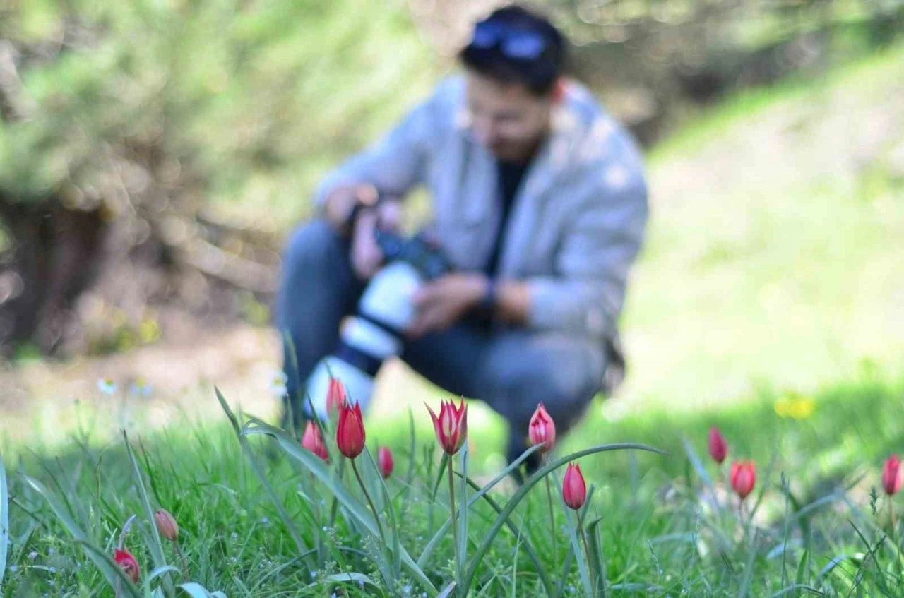 Fotoğraf tutkunları Manisa Lalesi için Spil Dağına akın etti
