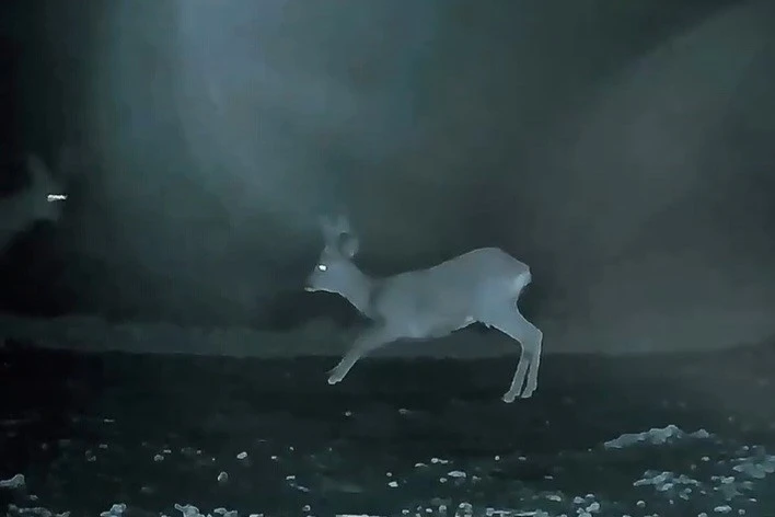 Ganos&rsquo;ta doğanın neşesi karacalar g&ouml;r&uuml;nt&uuml;lendi
