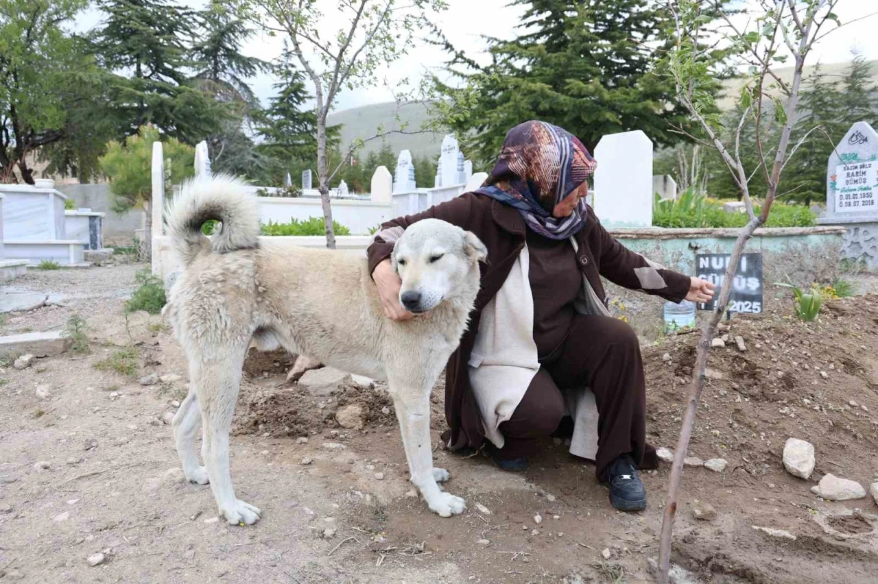 ’Garip’in vefası: Ölen sahibinin mezarından ayrılmıyor
