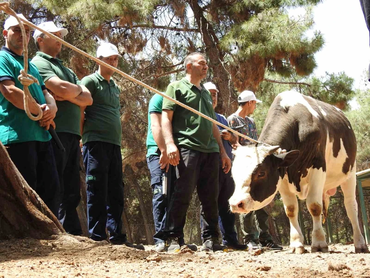 Gaziantep Büyükşehir, kurban yakalama timi bayrama hazır

