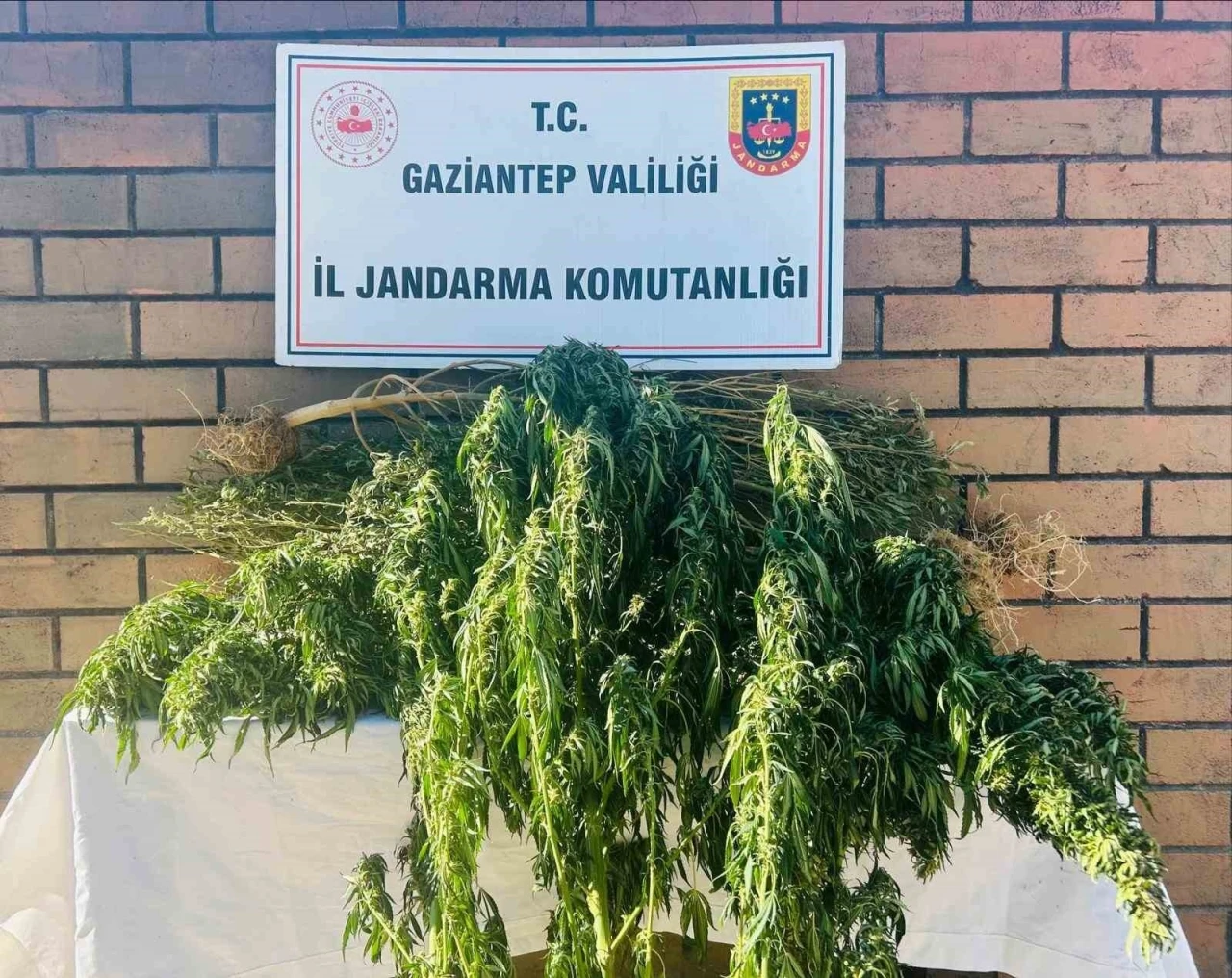 Gaziantep’te 145 kök kenevir ele geçirildi
