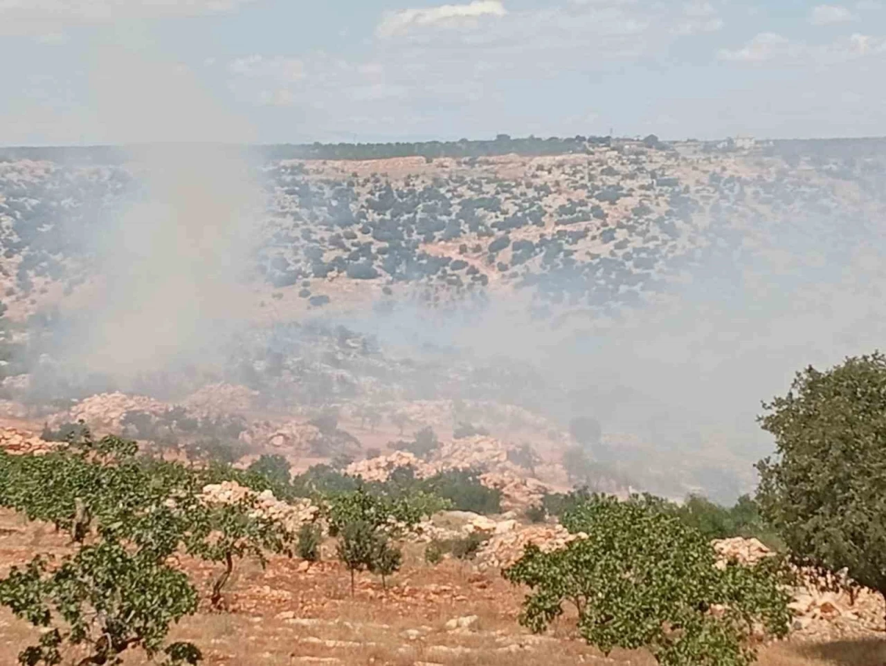 Gaziantep’te fıstık ve zeytin bahçelerinde yangın
