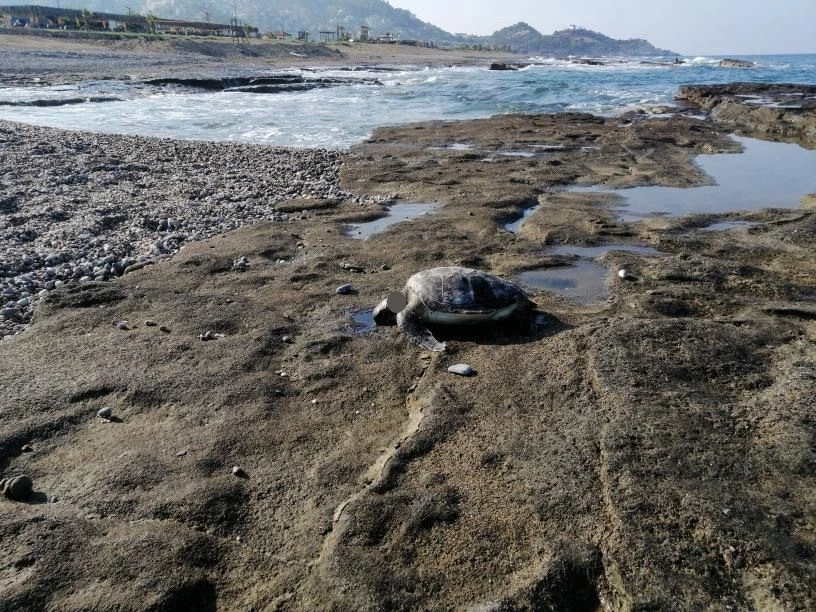 Gazipaşa’da caretta başı kesilmiş halde bulundu
