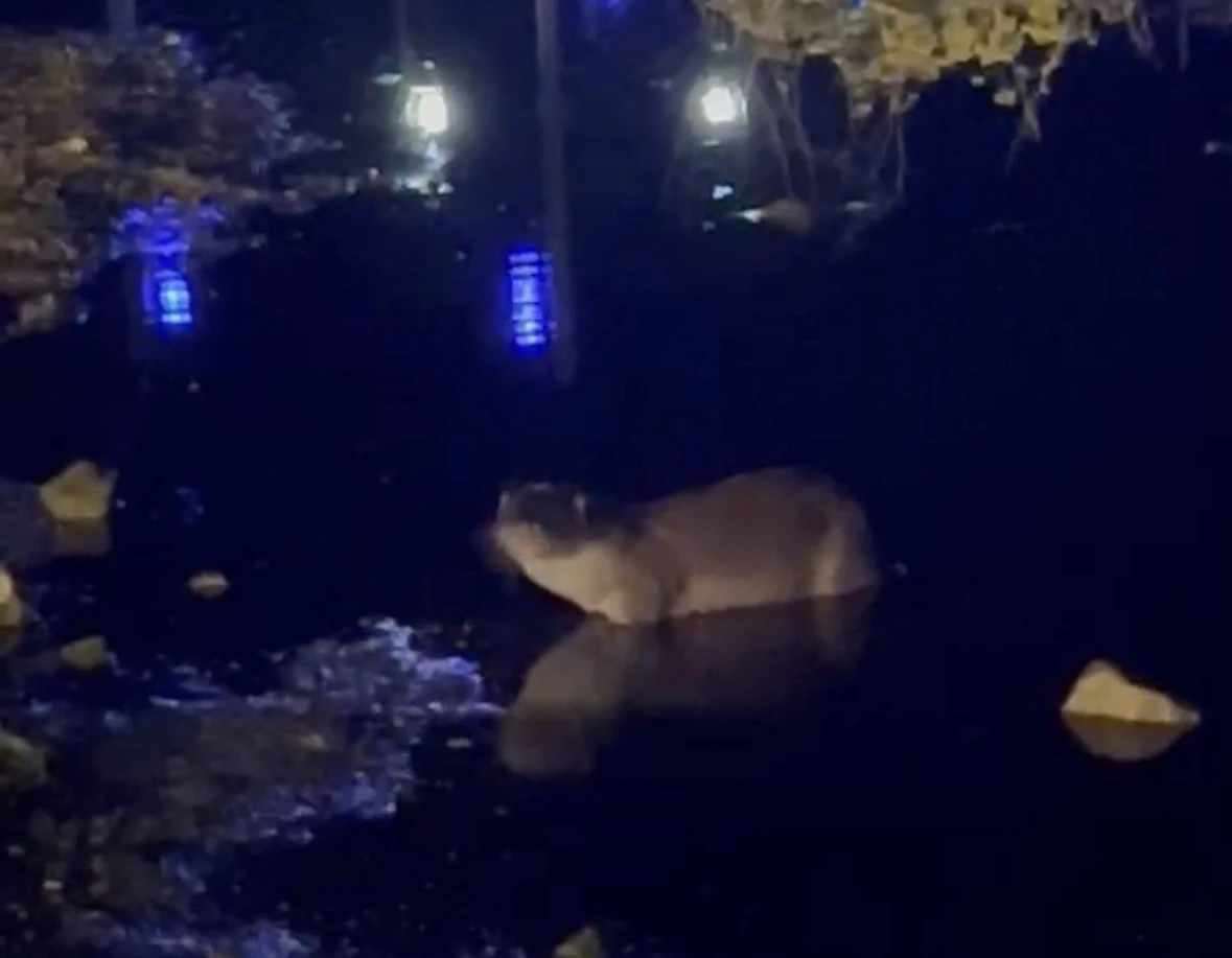 Gece saatlerinde g&ouml;l kıyısında su samuru g&ouml;r&uuml;nt&uuml;lendi
