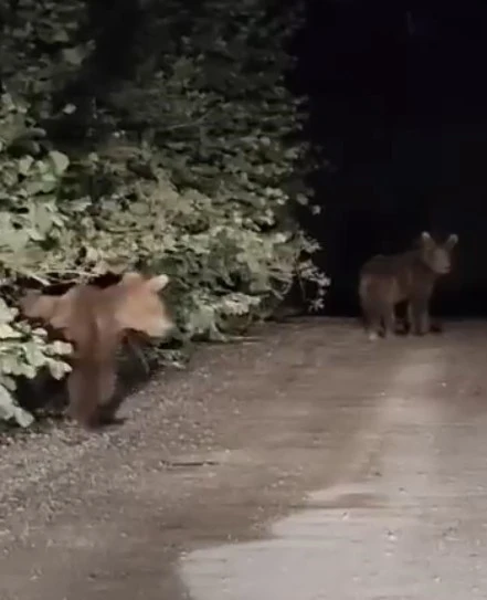 Gece yarısı ayılarla karşılaşan vatandaşlar panik yaşadı: O anlar kamerada
