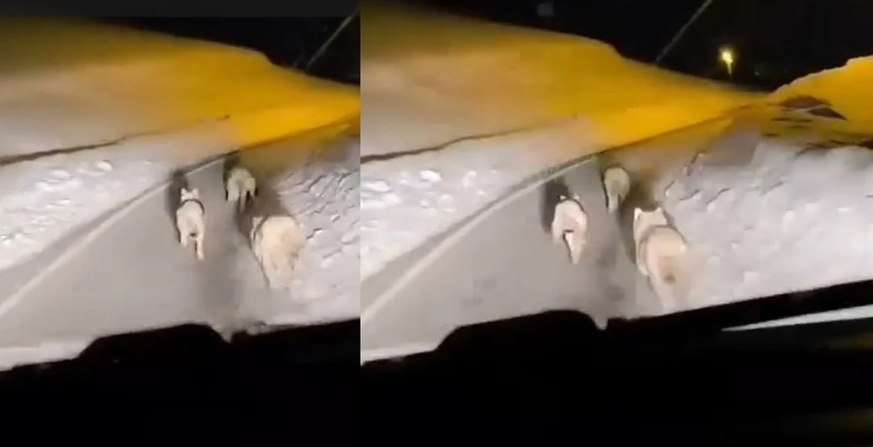 Ge&ccedil;itli k&ouml;y&uuml;ne inen kurt s&uuml;r&uuml;s&uuml; g&ouml;r&uuml;nt&uuml;lendi
