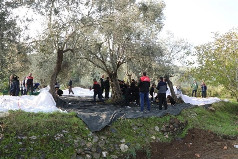 Geleceğin çiftçileri zeytin hasadında
