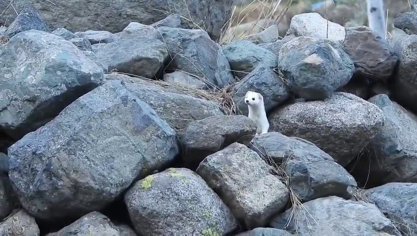 Gelincik rengiyle mevsime ayak uydurdu
