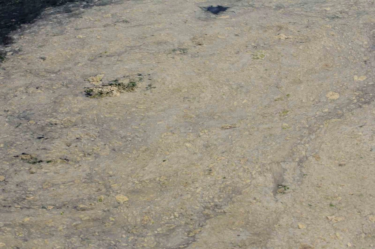 Gemlik Sahilleri’nde tehlikeli görüntü...Müsilaj balık yumurtalarını öldürüyor
