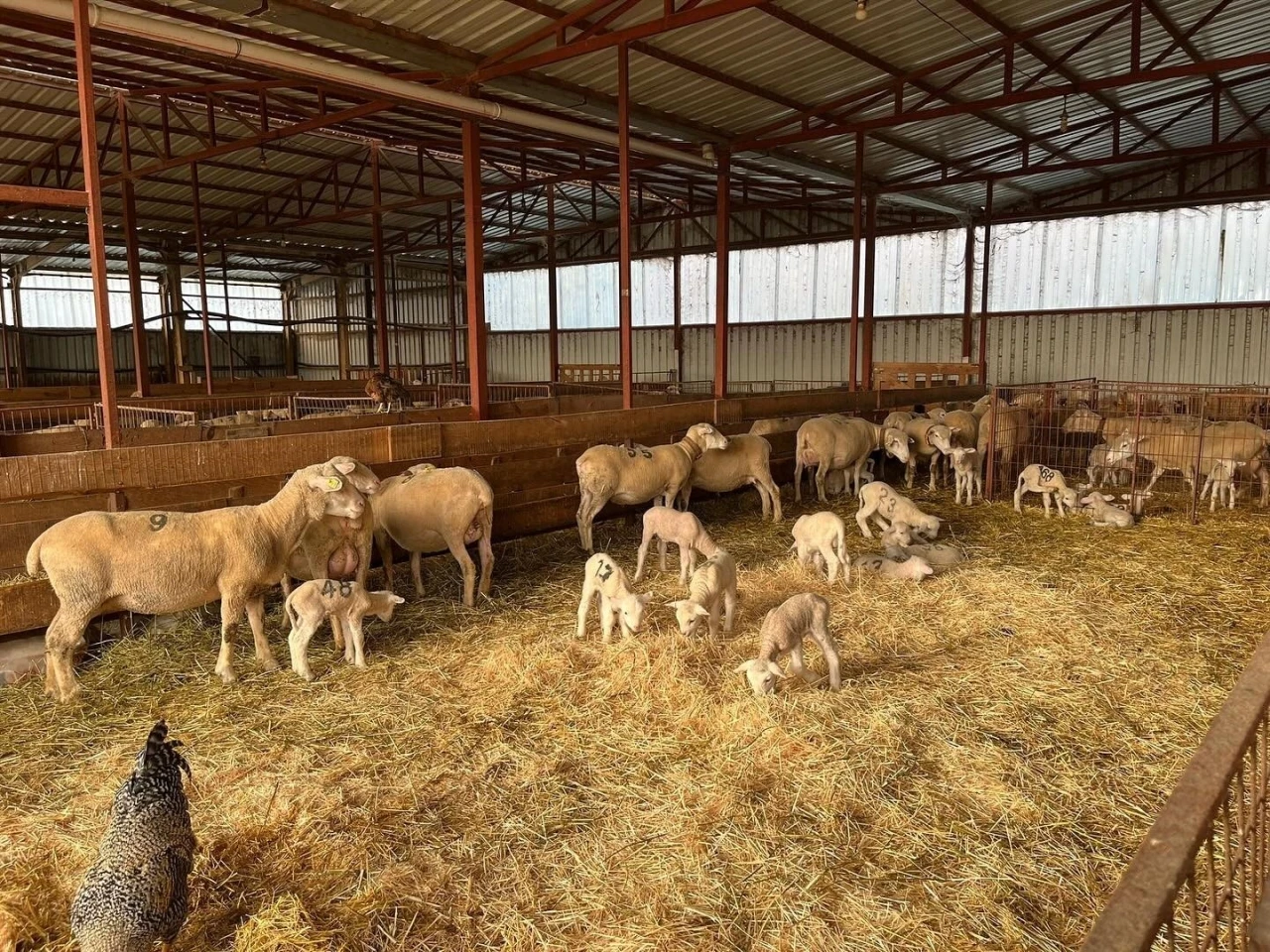 Genç girişimciye yüzde 100 hibe desteğiyle hayvancılık projesi
