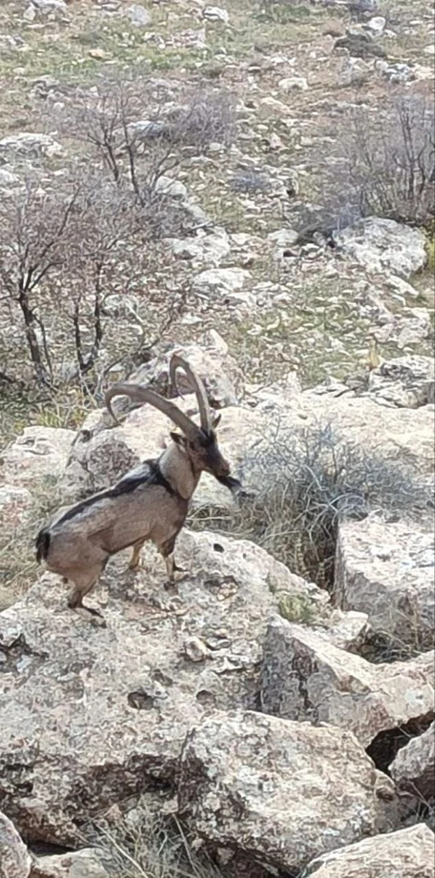 Gerc&uuml;ş kırsalında dağ ke&ccedil;isi g&ouml;r&uuml;nt&uuml;lendi
