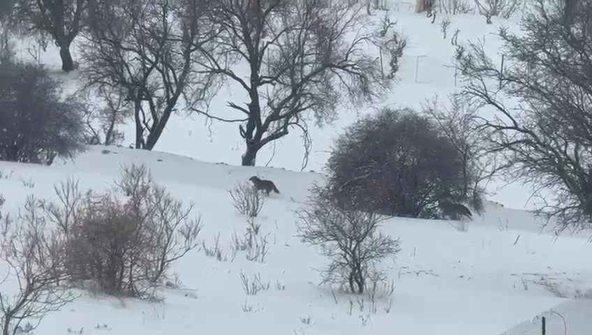 Gerc&uuml;ş&rsquo;te a&ccedil; kalan kurtlar, şehir merkezine indi
