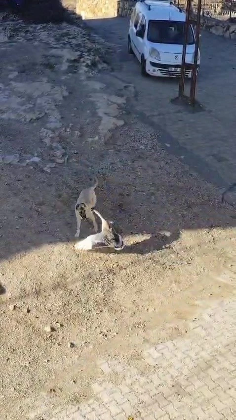 Gerc&uuml;ş&rsquo;te k&ouml;pek ile kazın kavgası kameraya yansıdı
