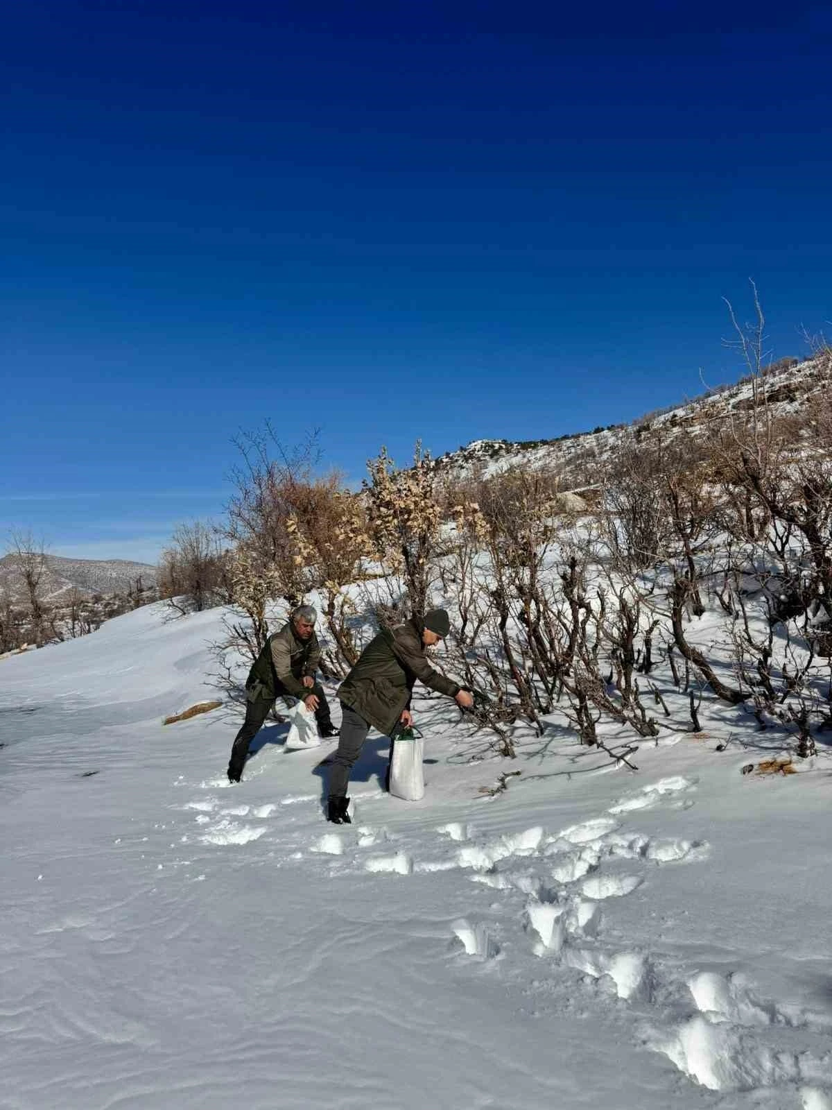Gerc&uuml;ş&rsquo;te orman ekibi doğadaki canlıları yalnız bırakmadı
