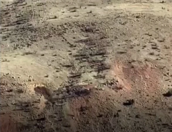 Gerc&uuml;şl&uuml; &ccedil;ift&ccedil;ilerin domuz tedirginliği
