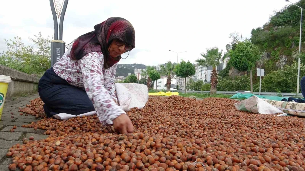 Giresun&rsquo;da fındık fiyatı 250 TL&rsquo;ye geriledi, &uuml;retici umudunu yeni yıla bıraktı
