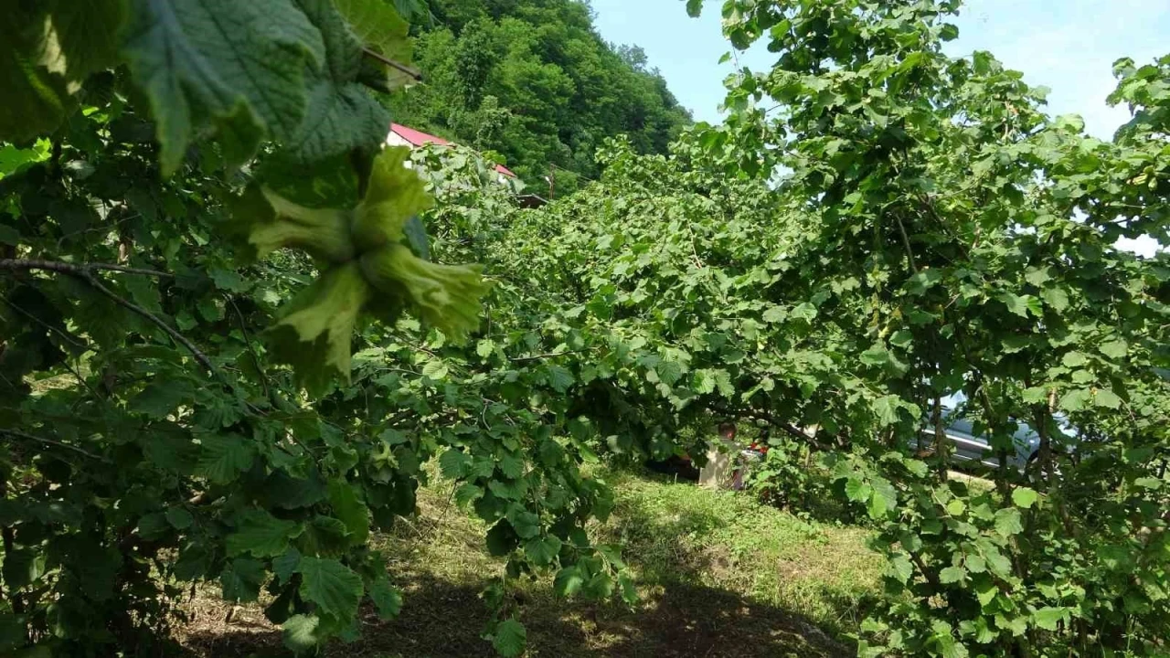 Giresun&rsquo;da kahverengi kokarcaya karşı samuray arıları doğaya salındı
