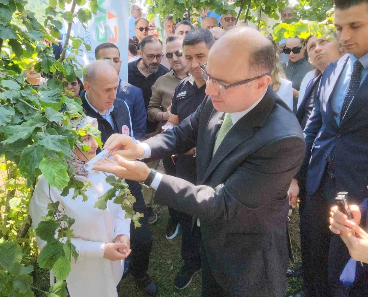 Giresun’da kahverengi kokarcaya karşı samuray arıları salınmaya başlandı

