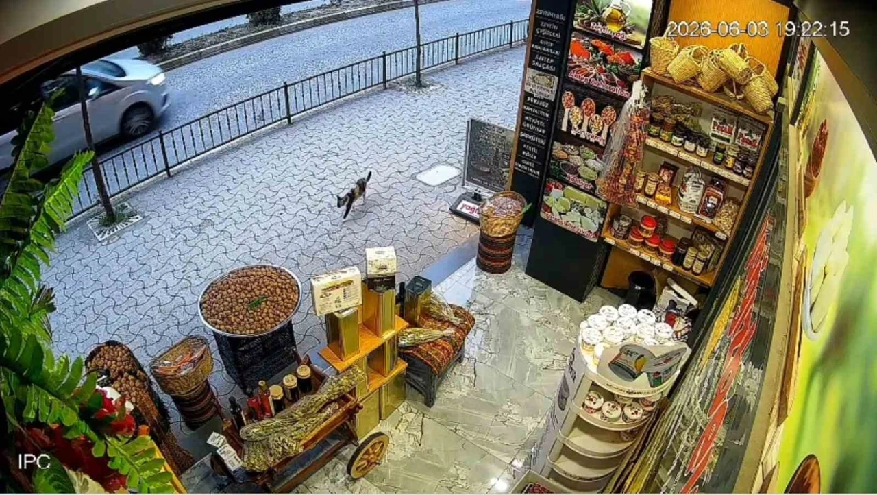 Giresun&rsquo;da kedinin devirdiği &ccedil;uvaldaki cevizleri yoldan ge&ccedil;en vatandaşlar topladı
