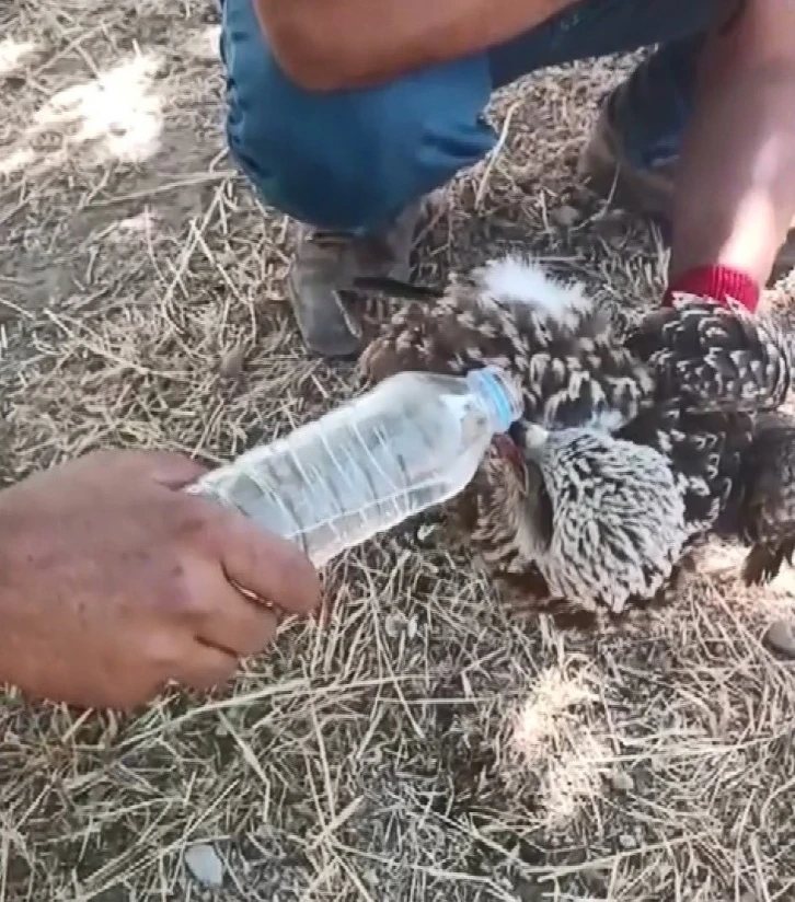 G&ouml;&ccedil; sırasında yorgun d&uuml;şen kara &ccedil;aylağa şişeyle su i&ccedil;irildi
