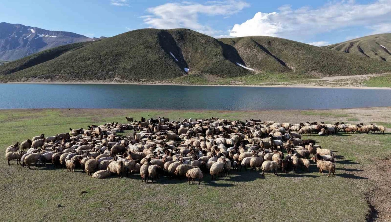 G&ouml;&ccedil;erler 5 aylık yayla sezonunu Bitlis&rsquo;te a&ccedil;tı
