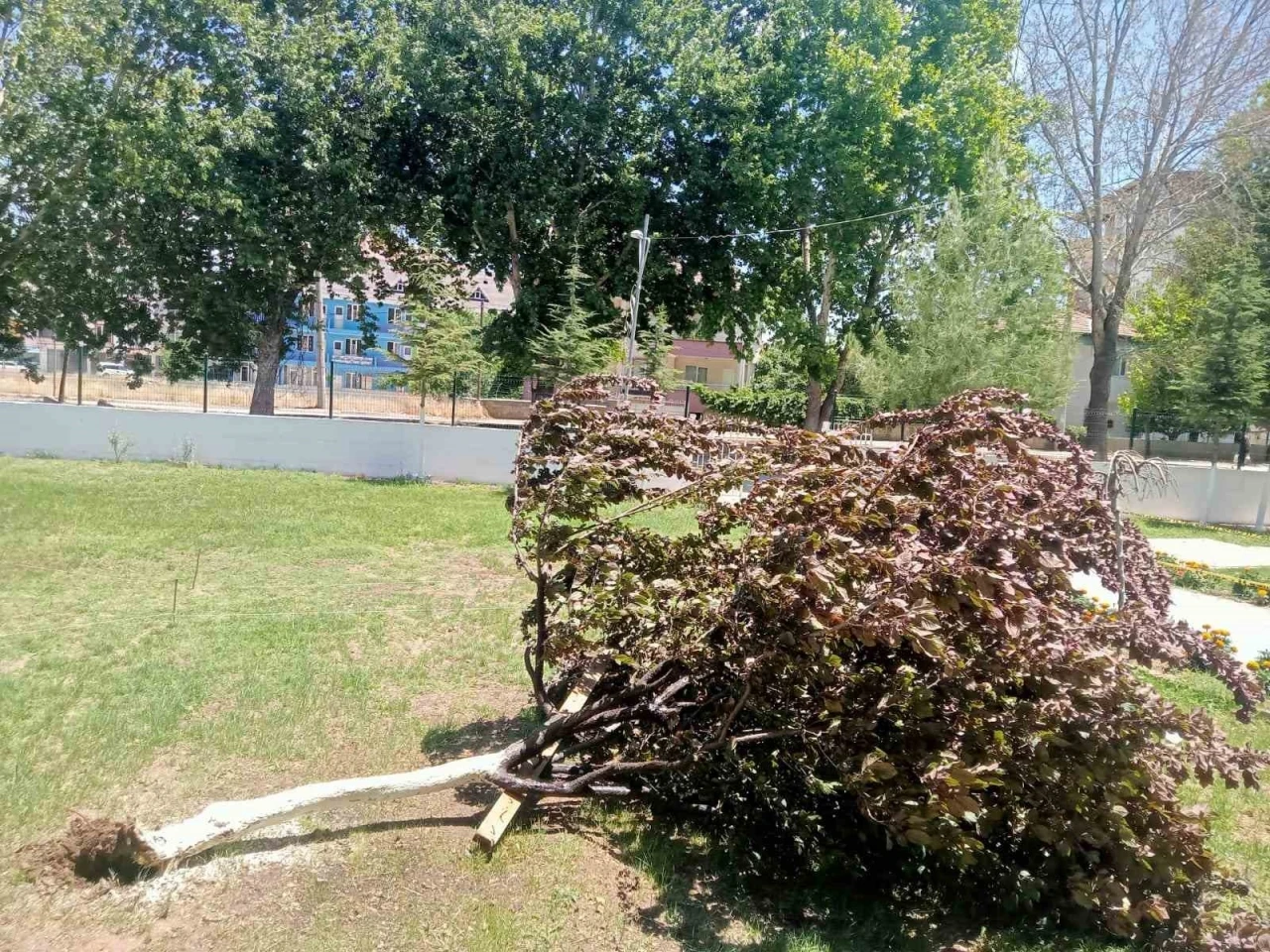 Gölbaşı’nda ağaç kökünden söküldü
