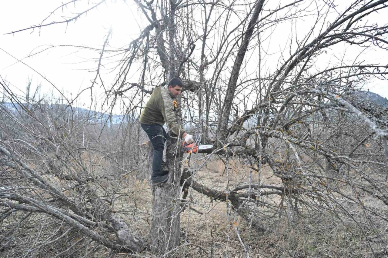 G&ouml;lc&uuml;k Tabiat Parkı&rsquo;nda elma bah&ccedil;eleri yeniden &uuml;retime kazandırılıyor
