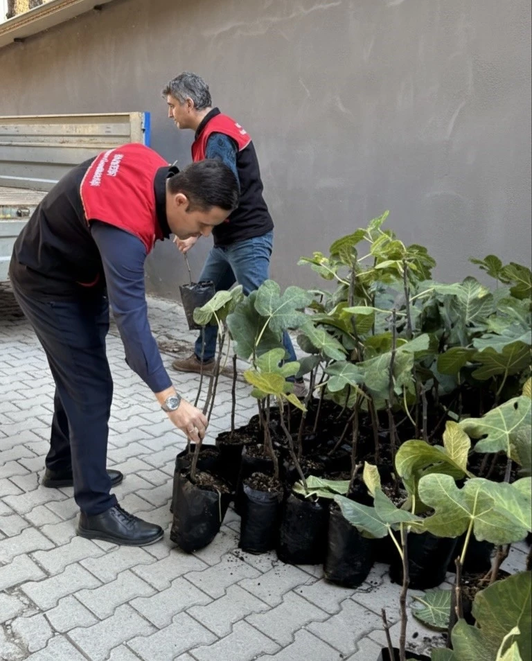G&ouml;me&ccedil;&rsquo;te incir &uuml;retimini artıracak adım, 499 sertifikalı fidan dağıtıldı
