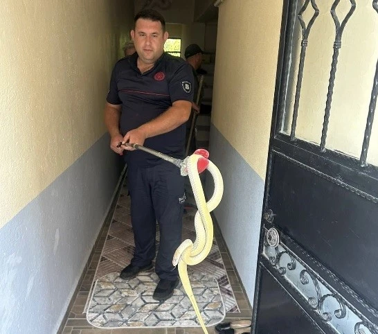 Gönen’de eve giren yılan paniğe neden oldu
