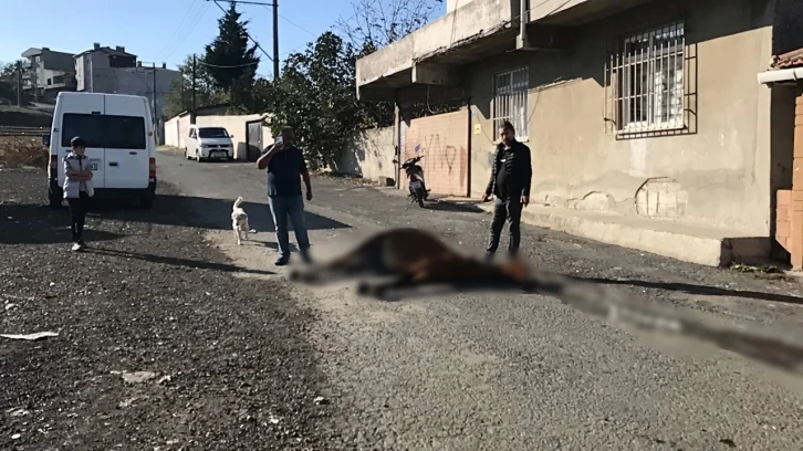 G&ouml;renlerin i&ccedil;i acıdı: Yol ortasında &ouml;l&uuml;me terk edildi
