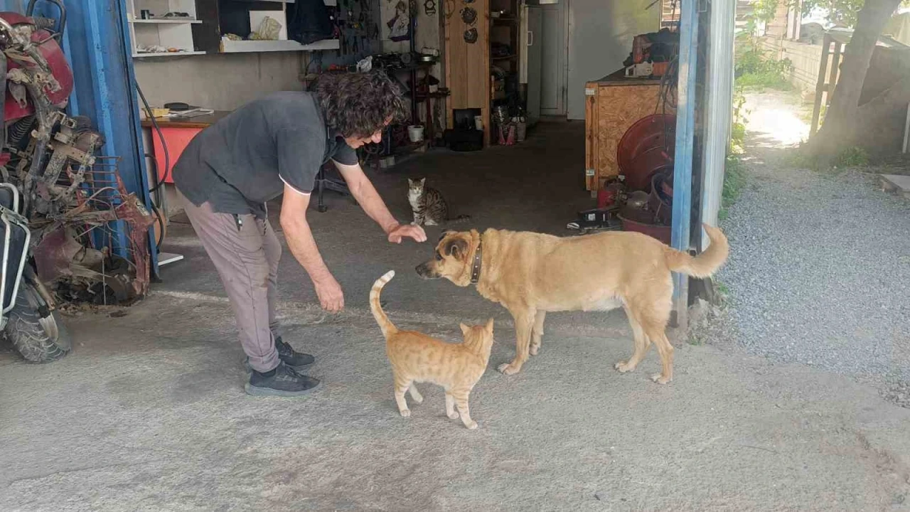 G&ouml;zleri g&ouml;rmeyen k&ouml;peğe 13 yıldır evladı gibi bakıyor
