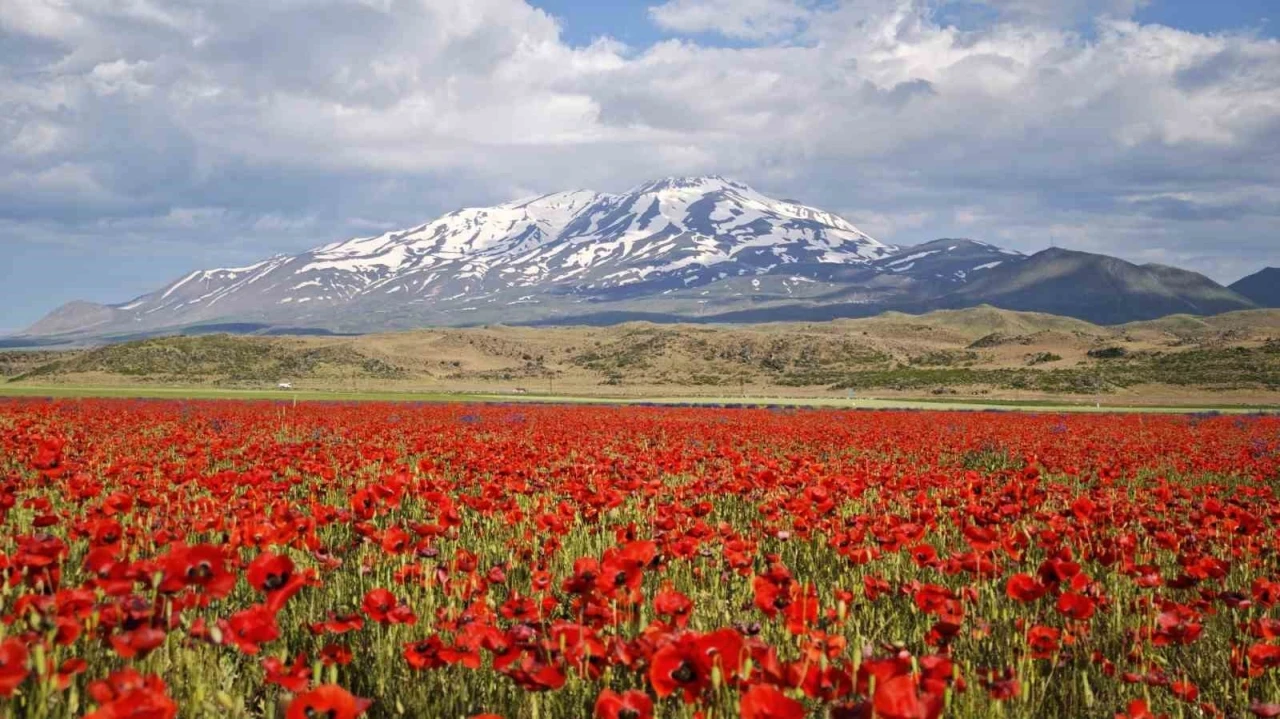 G&uuml;listan Ovası gelinciklerle kırmızıya b&uuml;r&uuml;nd&uuml;
