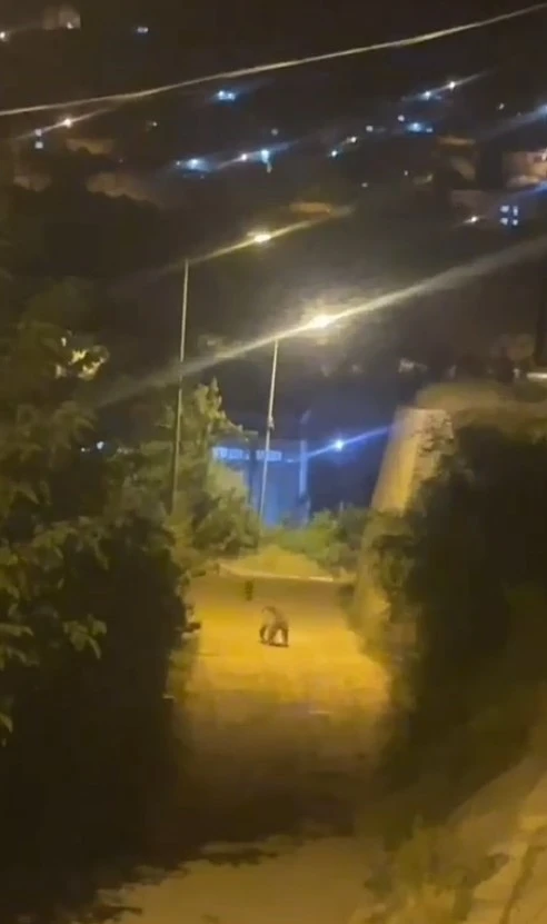 Gümüşhane’de ayı şehir merkezinde görüntülendi
