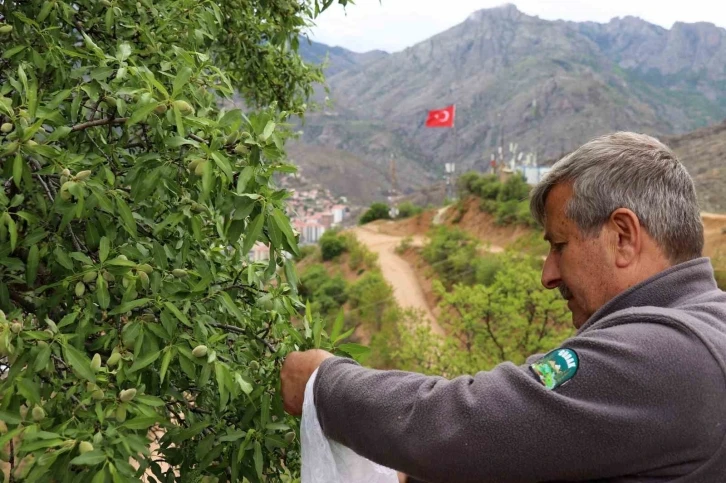 Gümüşhane’de badem çağlası bereketi
