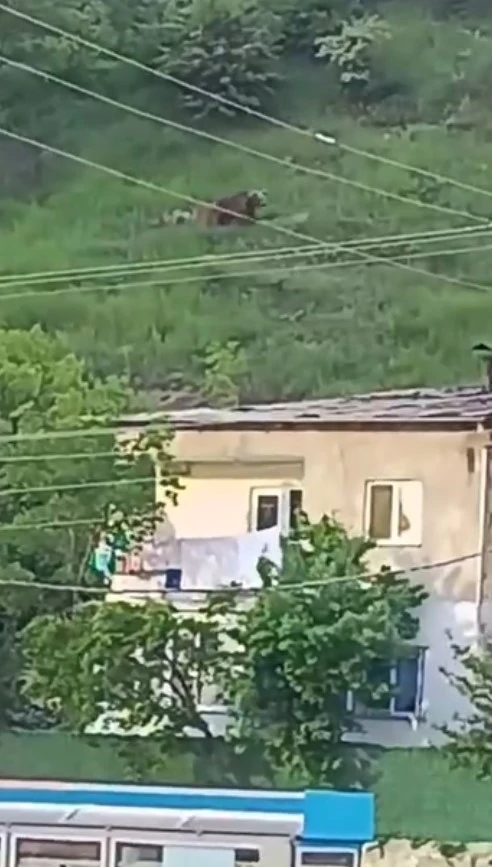 Gümüşhane’de gündüz vakti şehrin merkezine inen ayı, paniğe yol açtı
