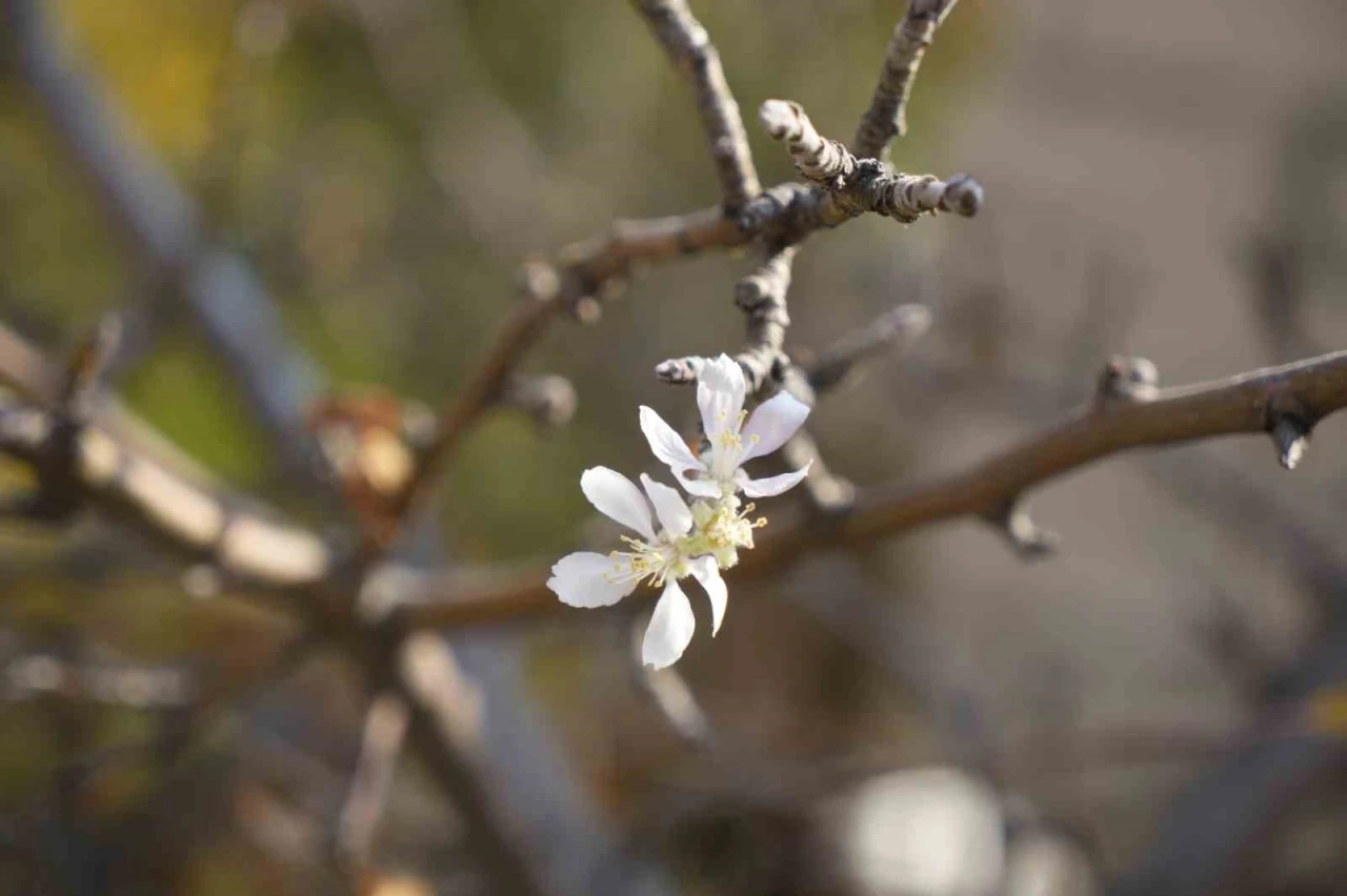 Gümüşhane’de Kasım ayında çiçek açan elma ağacı şaşırttı

